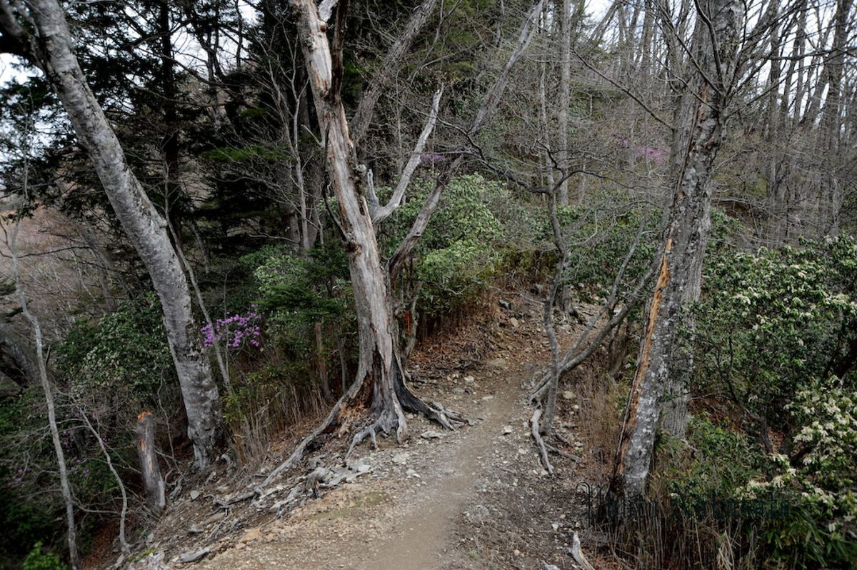 雲取山　日帰り登山